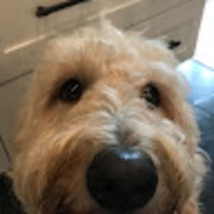 Meet your Posher, Riley